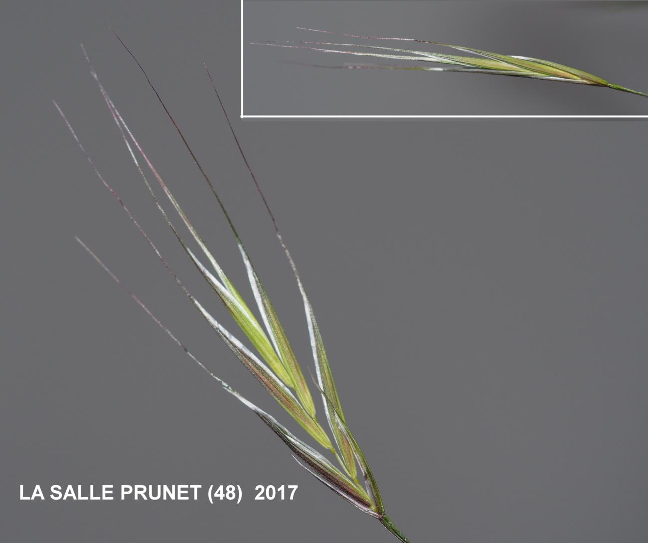 Brome, Barren flower